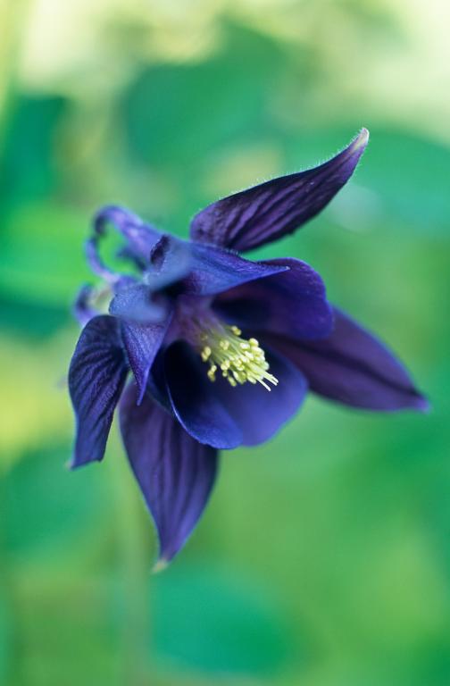 Aquilegia, Mixed Species, Cultivars and Forms