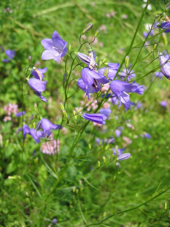 Campanula rotundifolia, True Wild Form