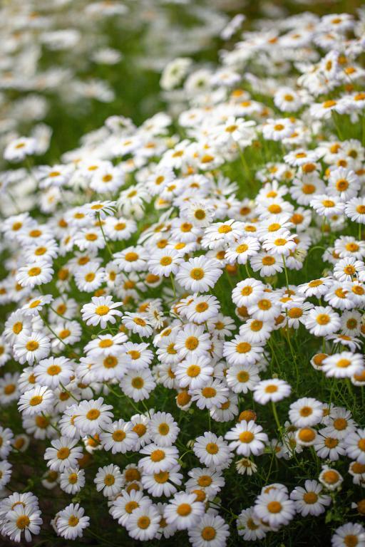 Brachyscome iberidifolia, 'White Splendour'