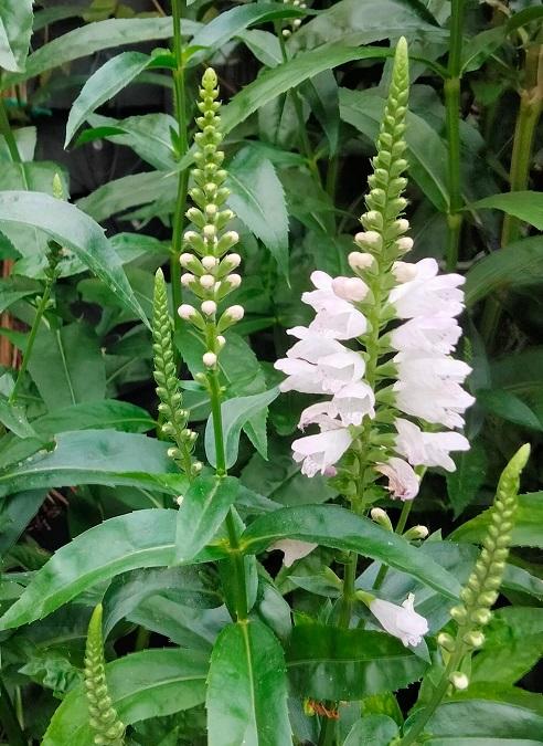 Physostegia virginiana, 'Crown of Snow'