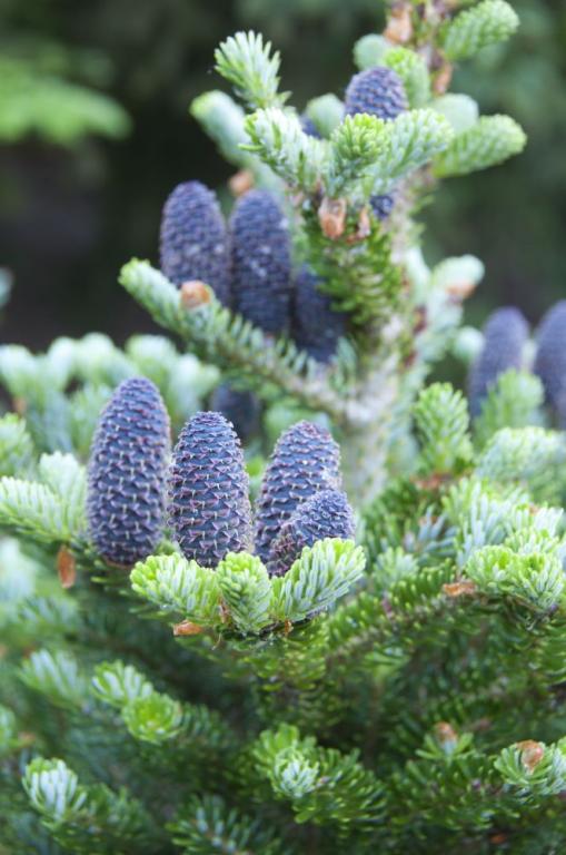 Abies koreana