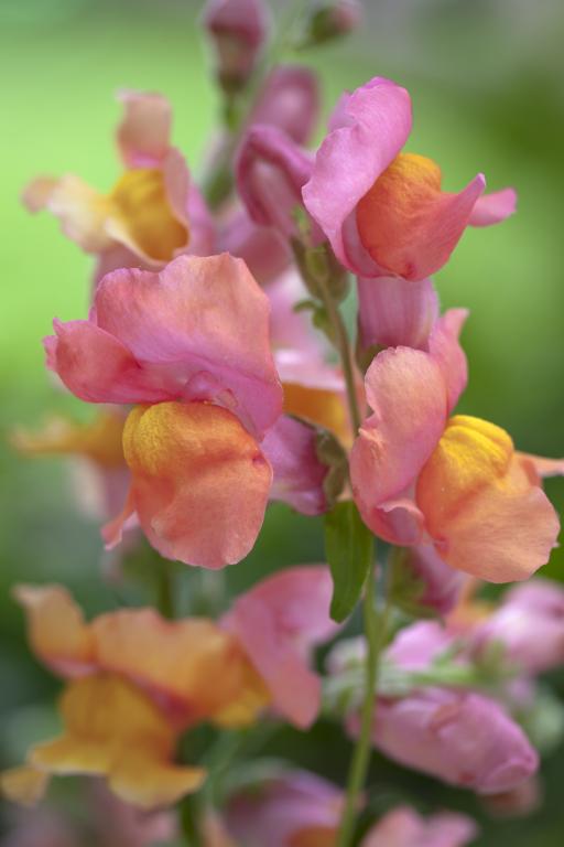 Antirrhinum majus, 'Orange Wonder'