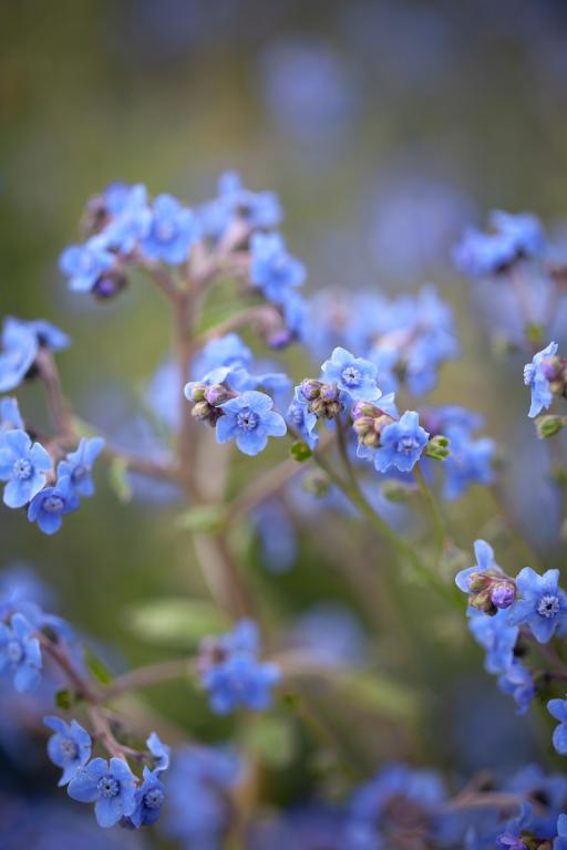 Cynoglossum amabile, 'Firmament'