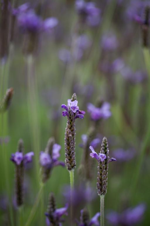 Lavandula multifida