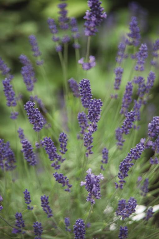 Lavandula angustifolia, 'Vicenza Blue'