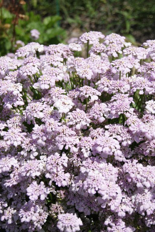 Iberis gibraltarica