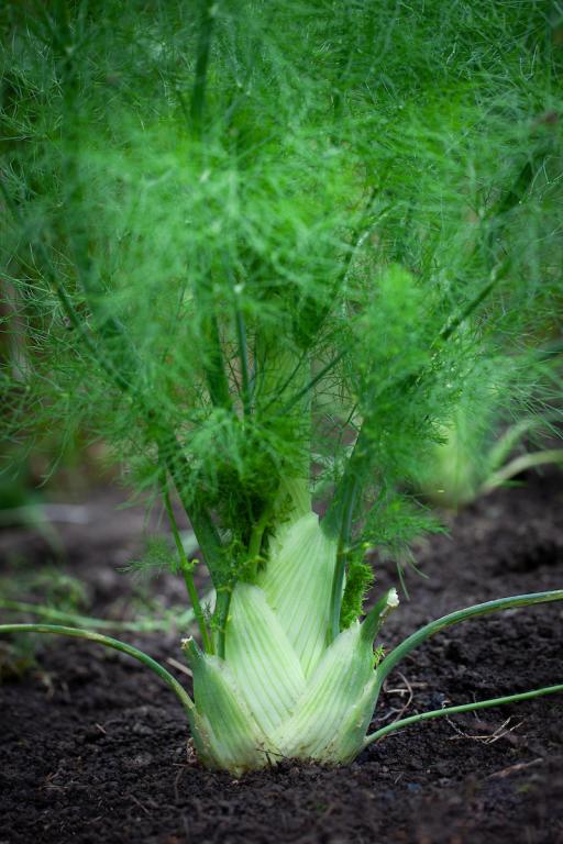Florence Fennel, 'Sweet Florence'