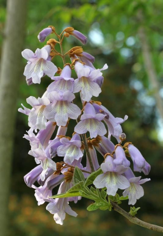 Paulownia tomentosa