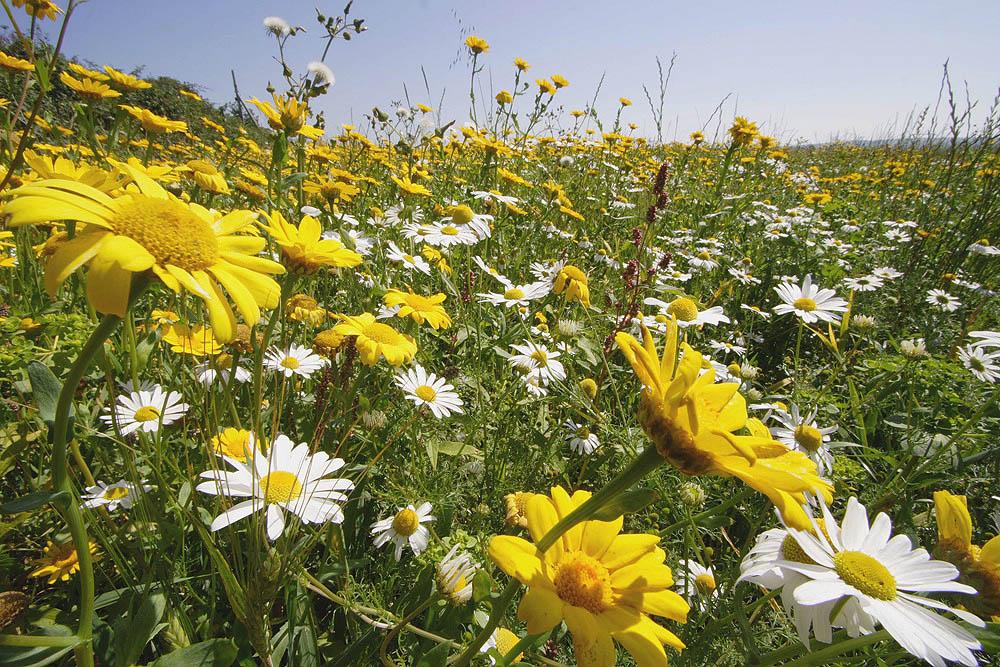 Chrysanthemum segetum, True Wild Form