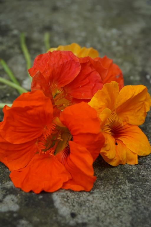 Tropaeolum minus, 'Whirlybird Mixed'