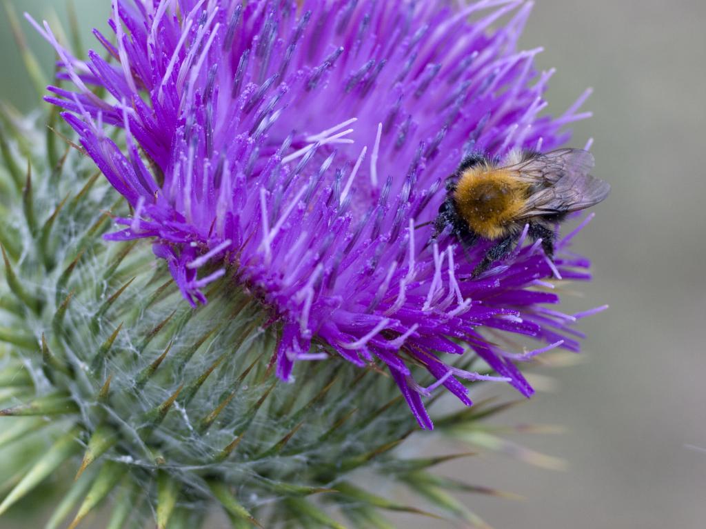 Silybum marianum