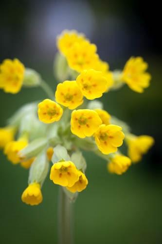 Primula veris, True Wild Form