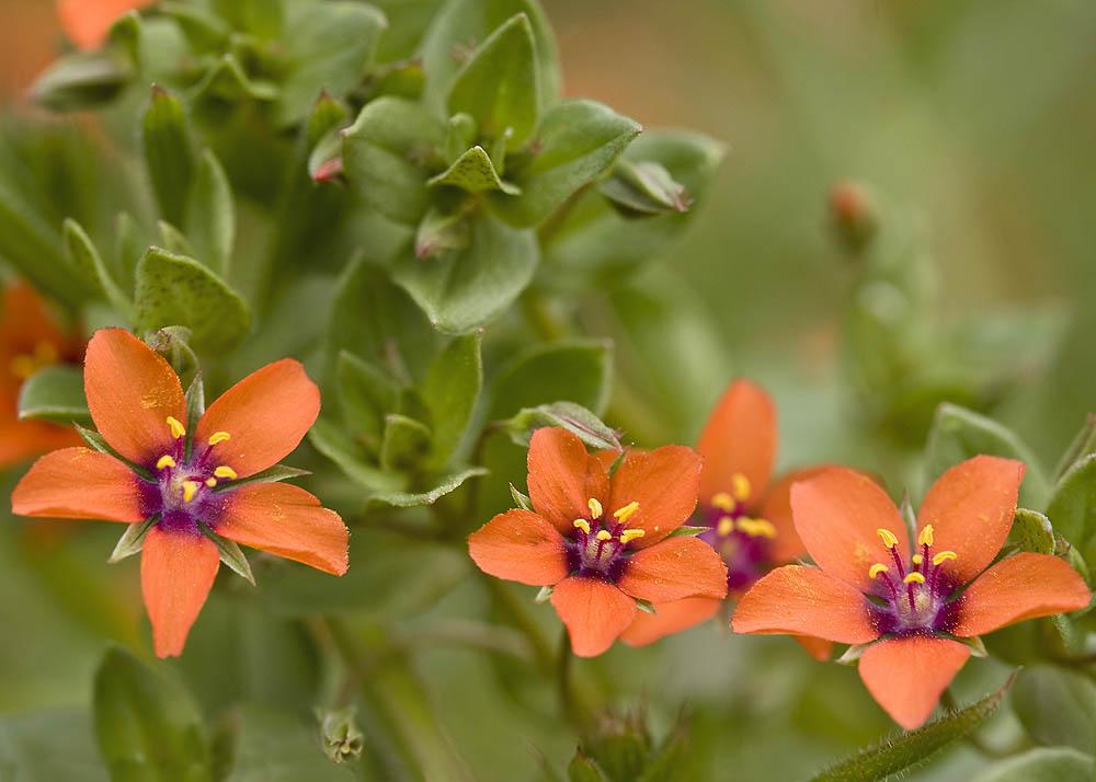 Anagallis arvensis, True Wild Form