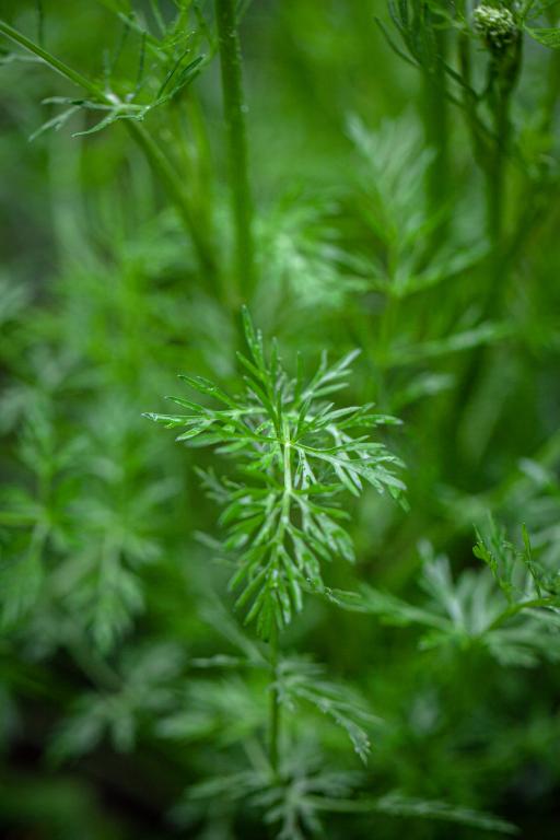 Caraway