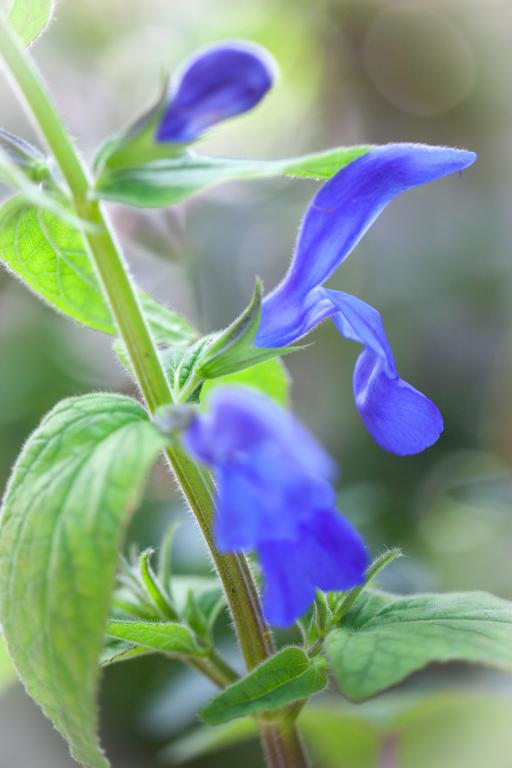 Salvia patens, 'Blue Angel'
