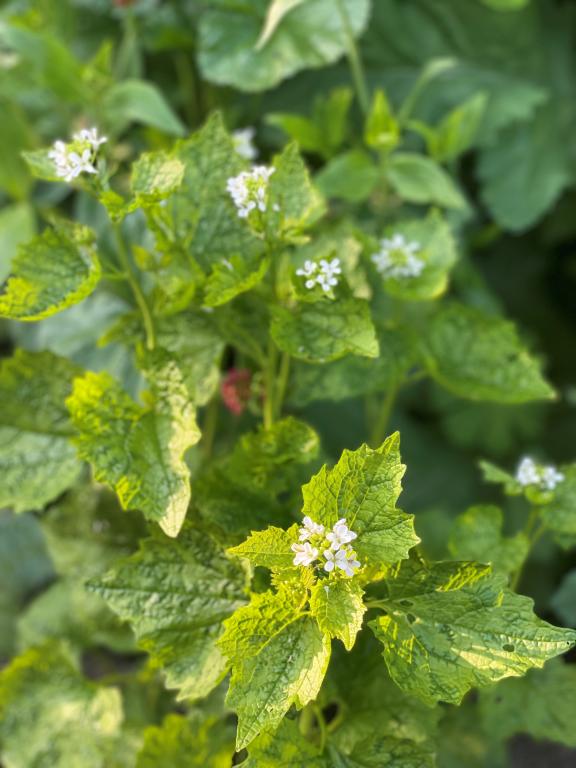 Alliaria petiolata