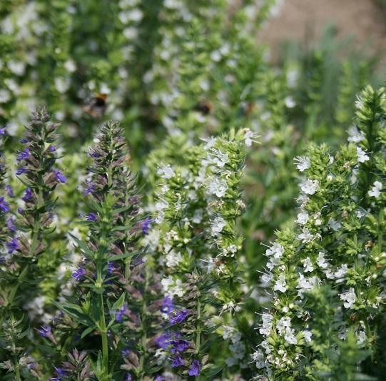 Mixed Hyssop