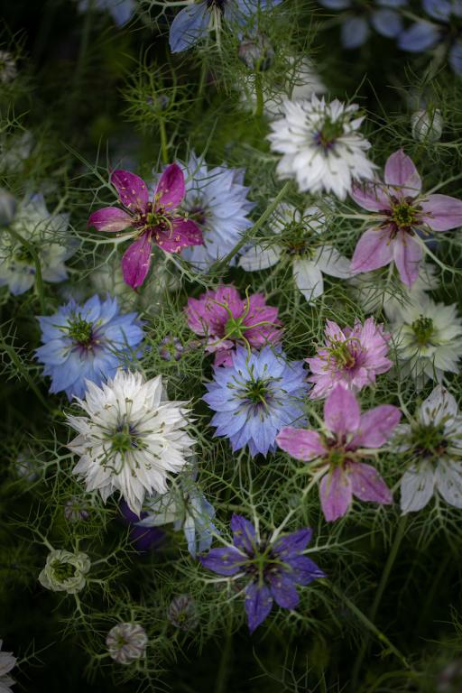 Nigella damascena, 'Persian Jewels', Mixed
