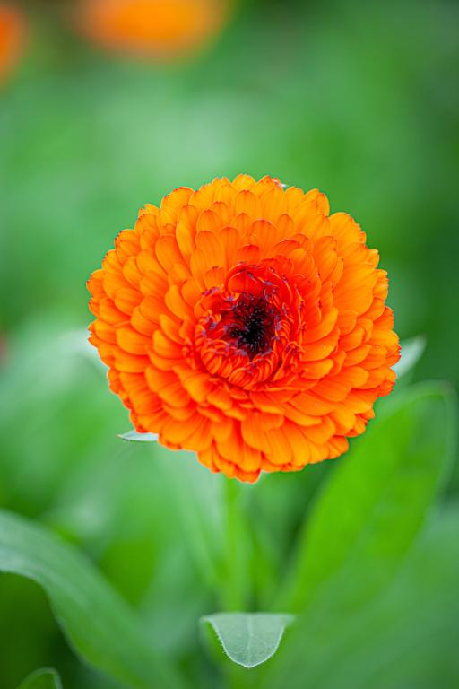 Calendula officinalis, 'Neon'