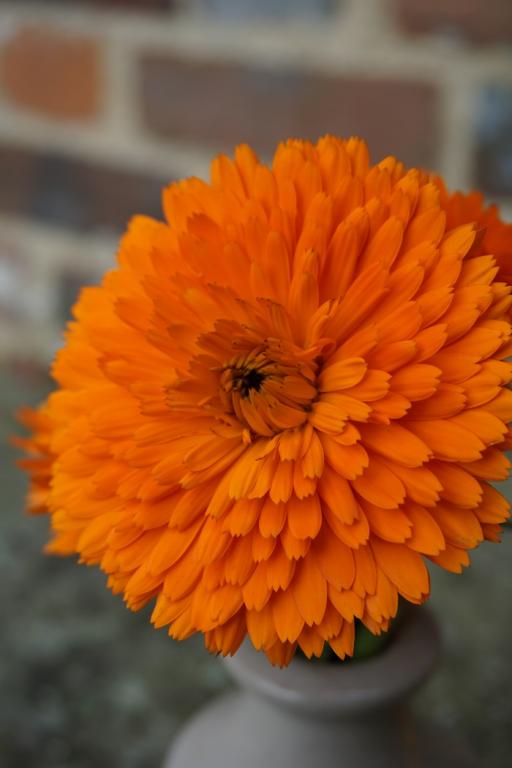 Calendula officinalis nana, 'Candyman Orange'