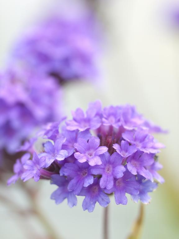 Verbena rigida