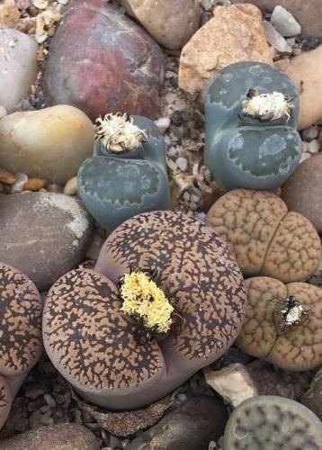 Lithops, National Collection, Mixed Species