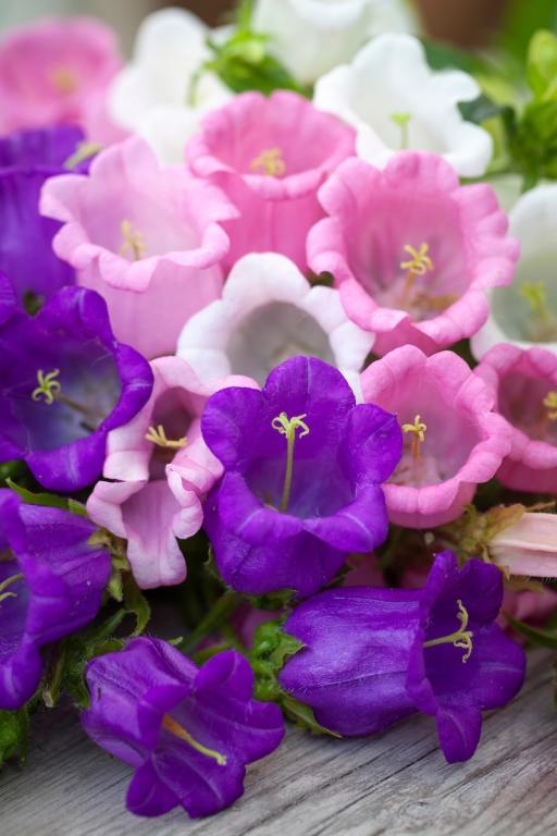Campanula medium, Single Mixed