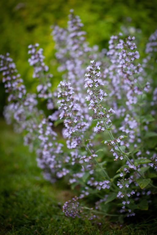 Calamintha nepeta, 'Blue Cloud'