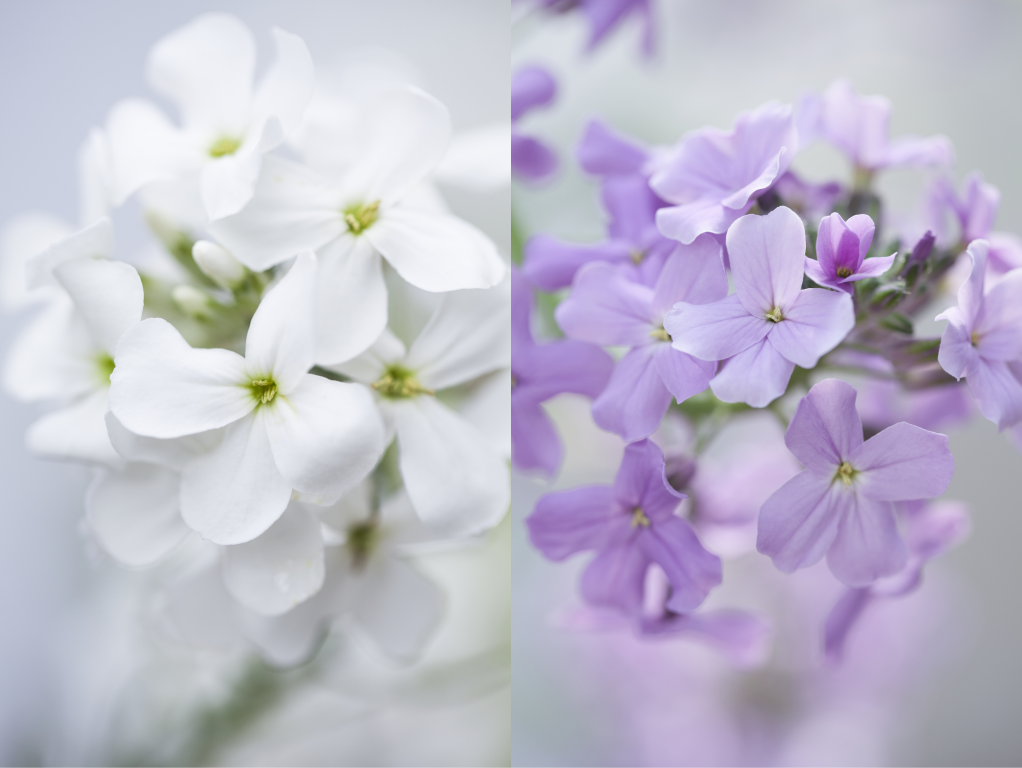 Hesperis matronalis, Mixed