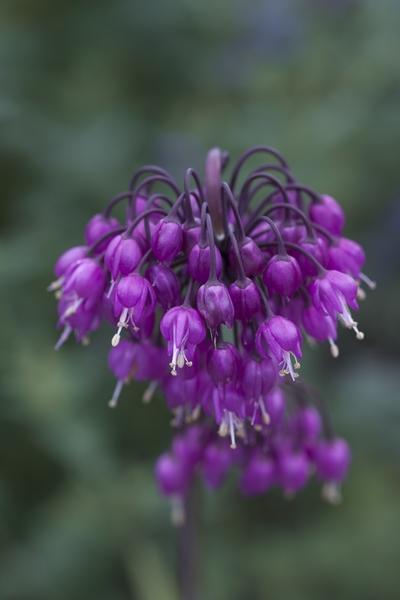 Allium cernuum