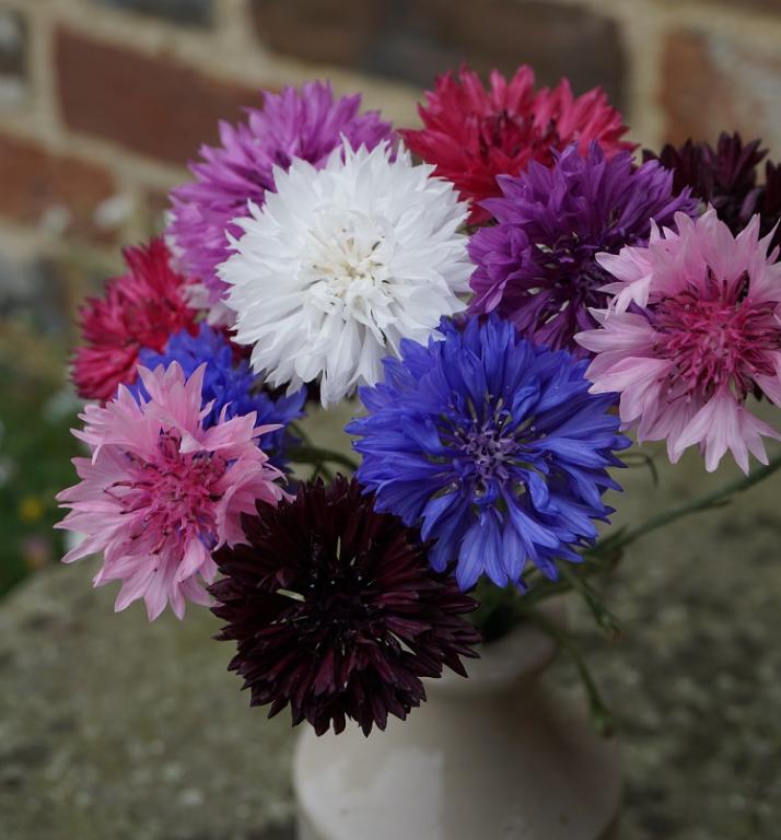 Centaurea cyanus, 'Chiltern Seeds Tall Cornflowers Mix'