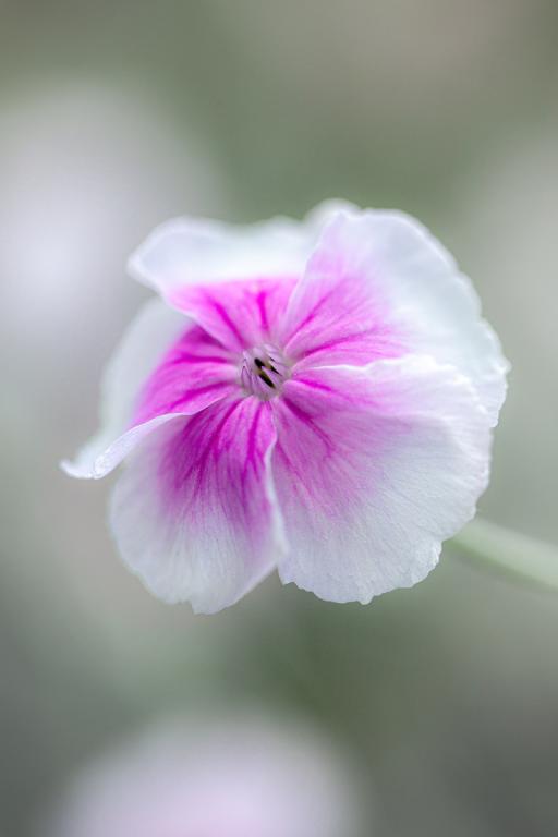 Lychnis coronaria, 'Angel's Blush'