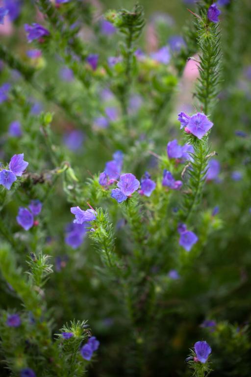 Echium vulgare, 'Blue Bedder'
