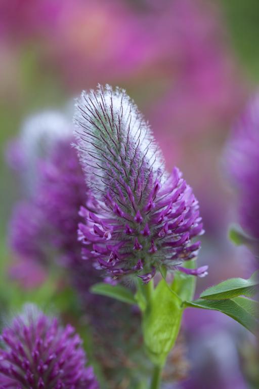 Trifolium rubens
