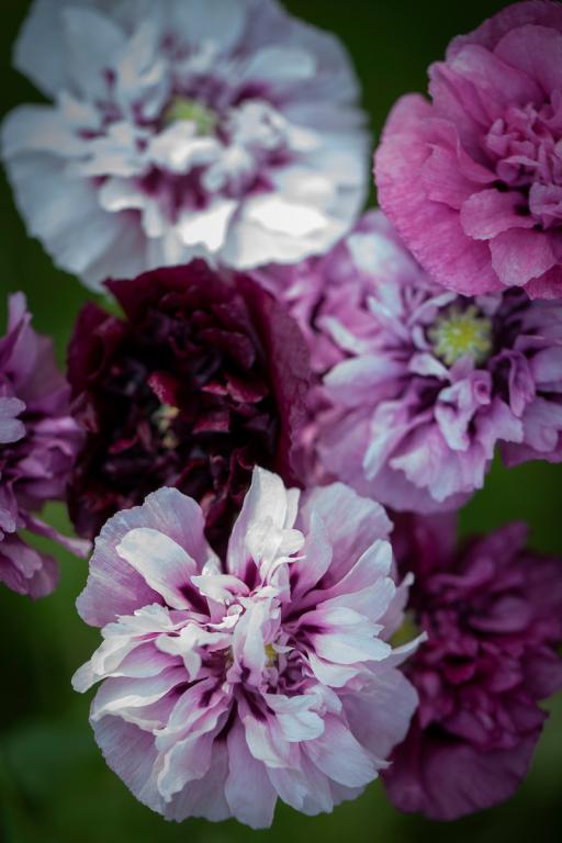Papaver somniferum var. paeoniflorum, Mixed Colours