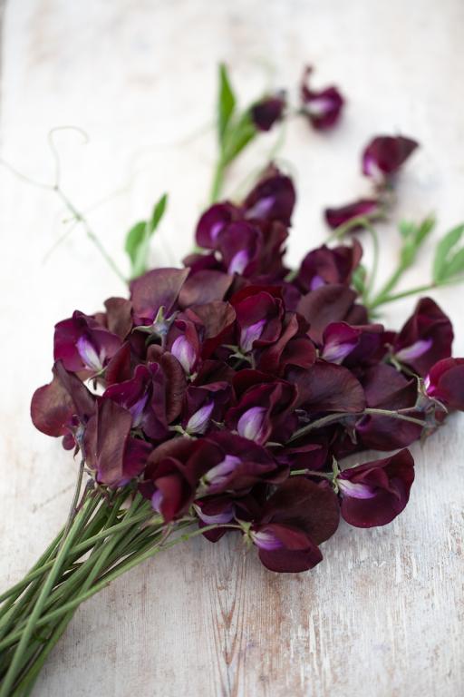 Lathyrus odoratus, 'Black Knight'