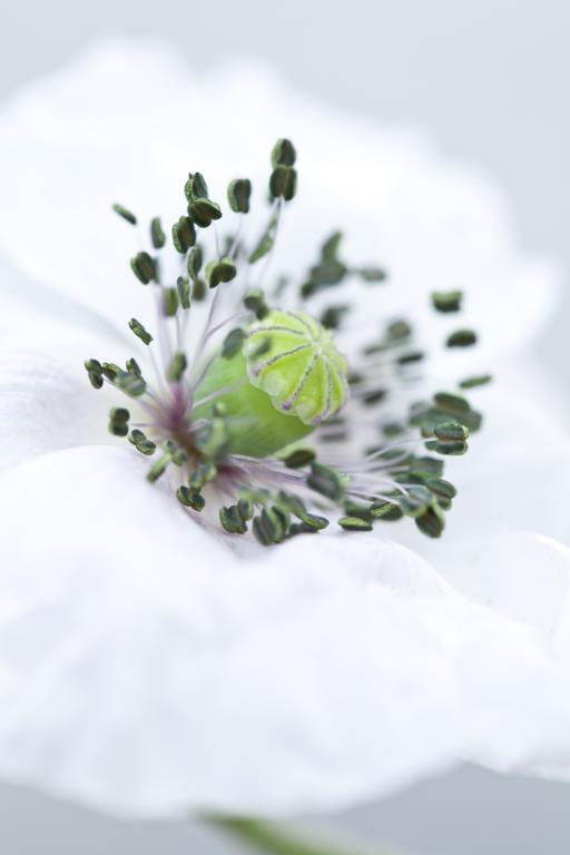 Papaver rhoeas, 'Mother of Pearl'