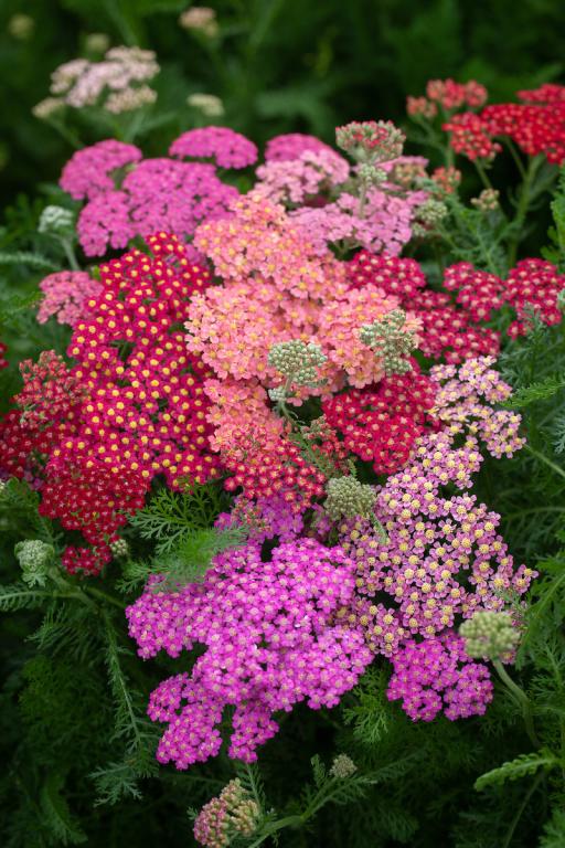 Achillea millefolium, 'Flowerburst Red Shades', F2 Hybrid
