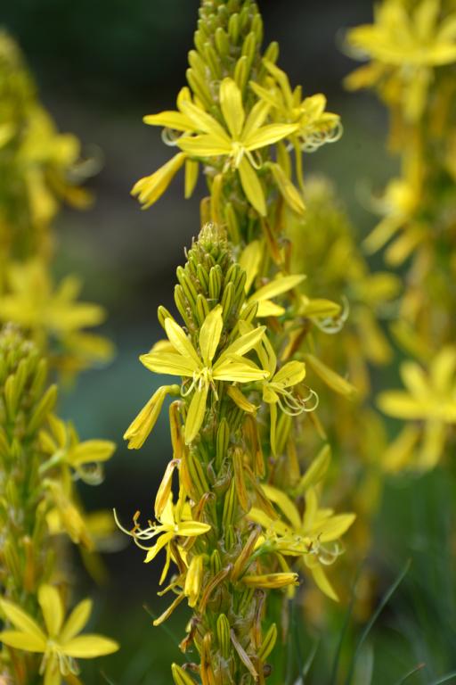 Asphodeline lutea