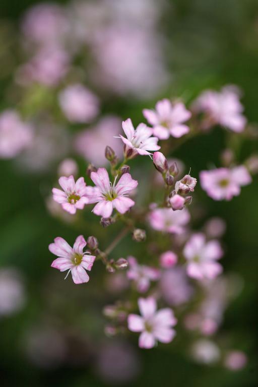 Gypsophila repens var. rosea