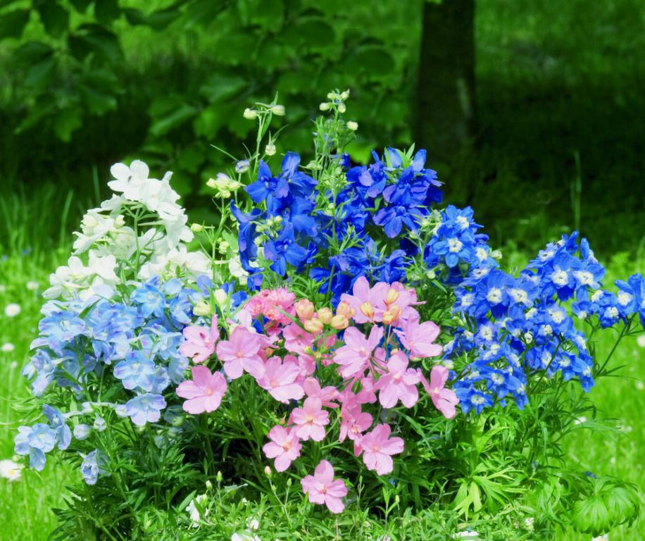 Delphinium grandiflorum, 'Summer Colors'
