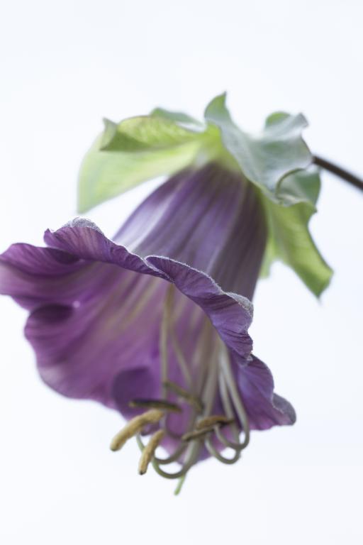 Cobaea scandens
