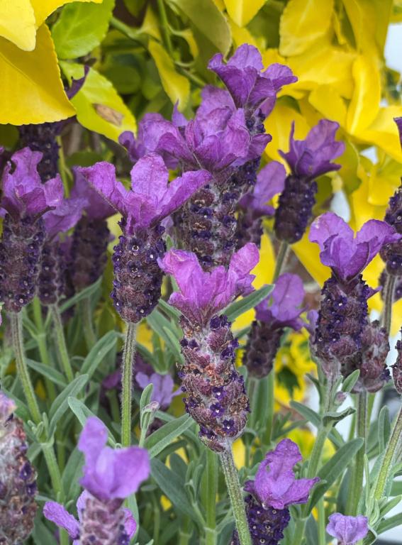 Lavandula stoechas