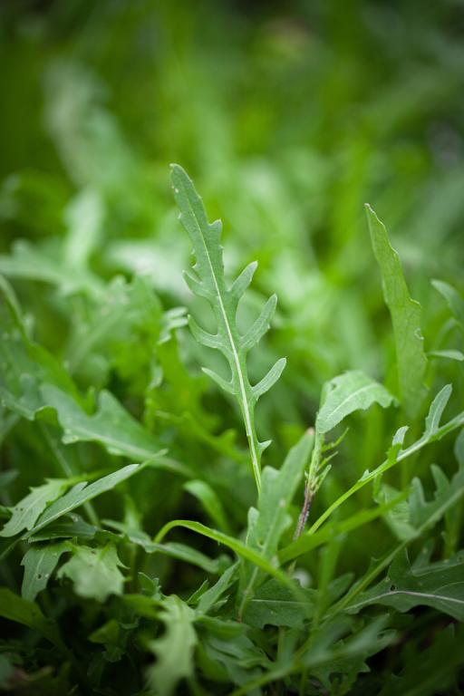 Rocket, Salad Rocket