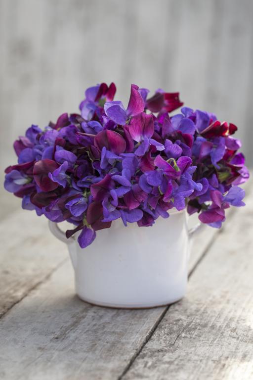 Lathyrus odoratus, 'Cupani'