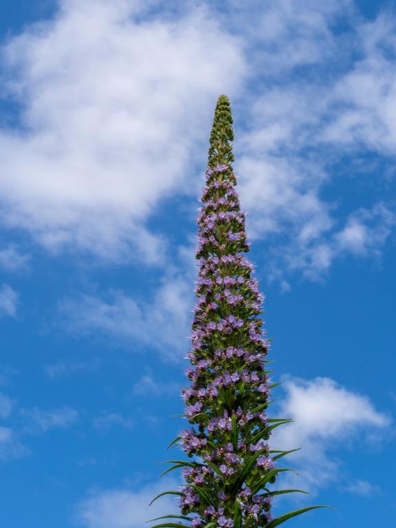 Echium pininana