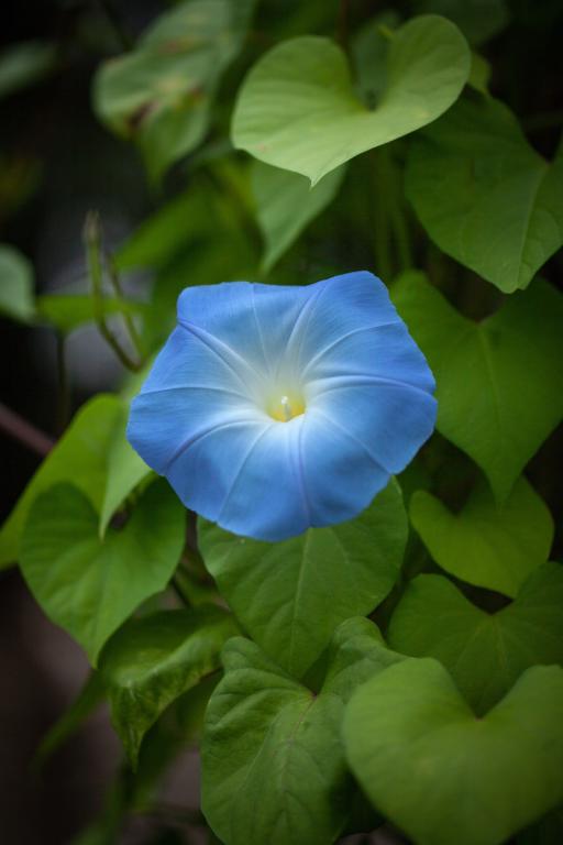 Ipomoea tricolor, 'Heavenly Blue'