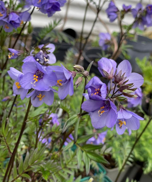 Polemonium caeruleum