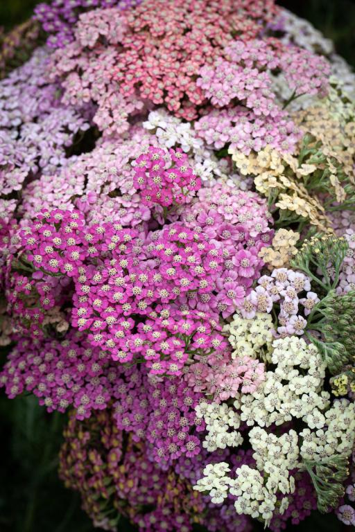 Achillea millefolium, 'Colorado'