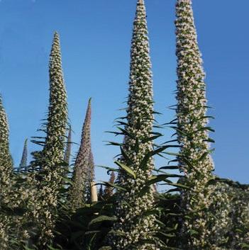 Echium hybrid, 'Snow Tower'